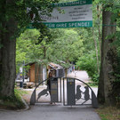 Wildkatzen im Wildpark