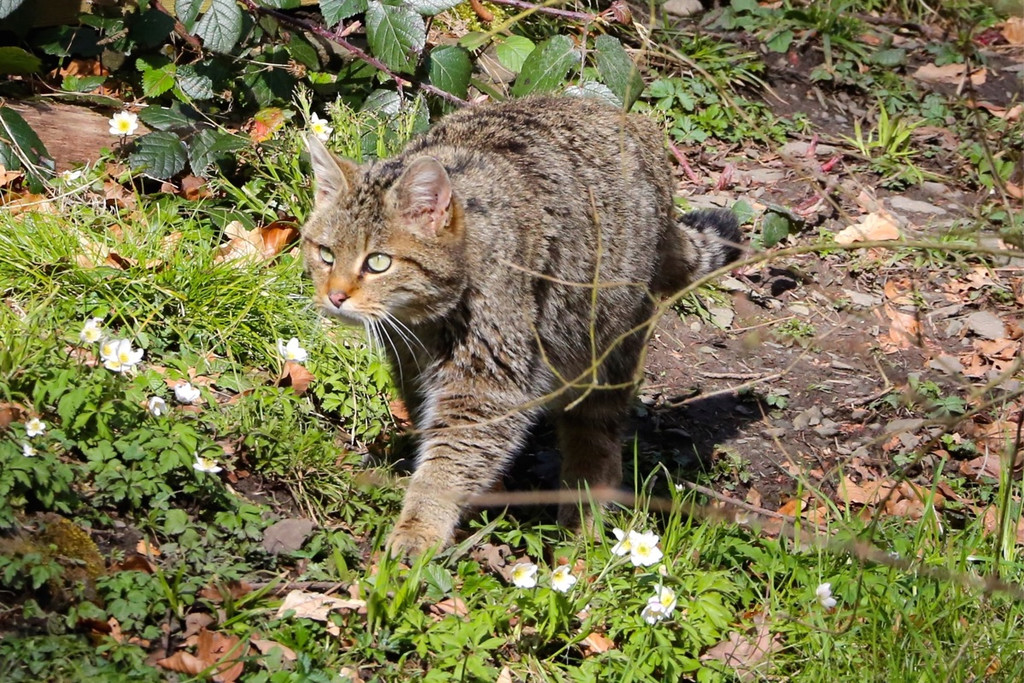 KOE_Wildpark Tierpaten Wildkatze 2.jpg