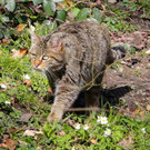KOE_Wildpark Tierpaten Wildkatze 2.jpg