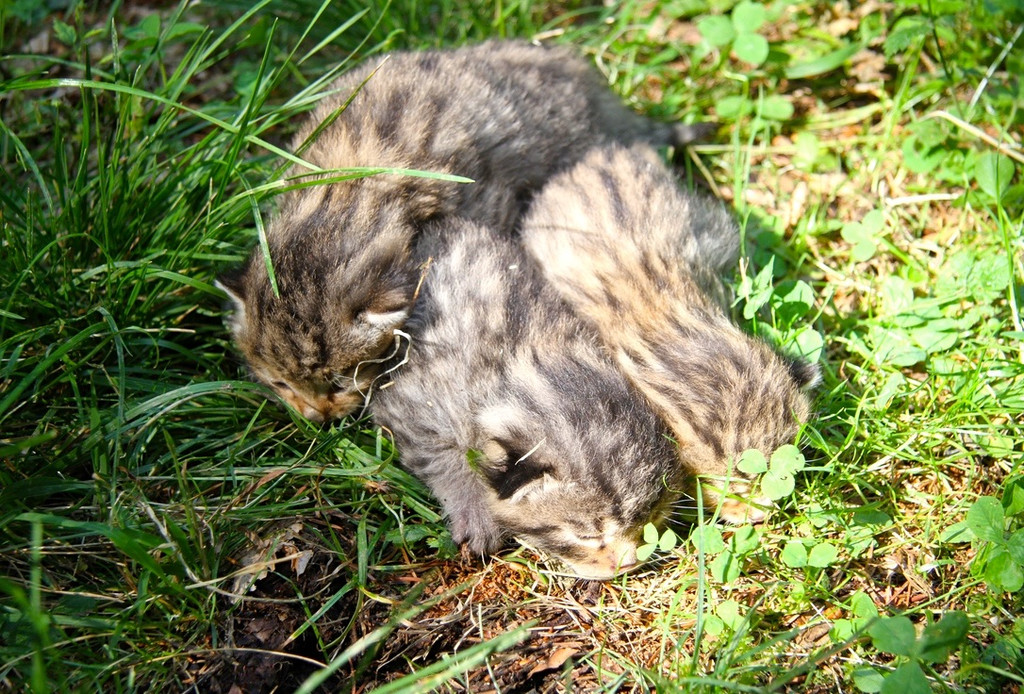 KOE_Wildpark Tierpaten Wildkatze 3.jpg