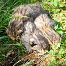 KOE_Wildpark Tierpaten Wildkatze 3.jpg
