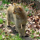KOE_Wildpark Tierpaten Wildkatze 4.jpg