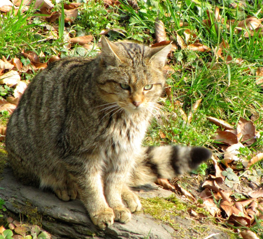 KOE_Wildpark Tierpaten Wildkatze 5.jpg