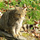 KOE_Wildpark Tierpaten Wildkatze 5.jpg