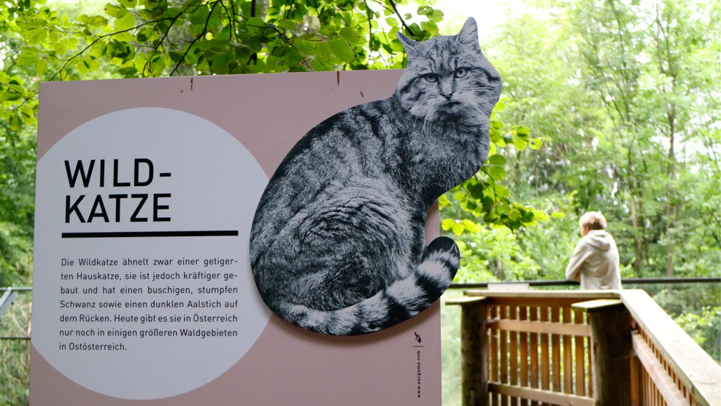KOE_Wildpark Tierpaten Wildkatze 6.jpg