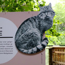 KOE_Wildpark Tierpaten Wildkatze 6.jpg