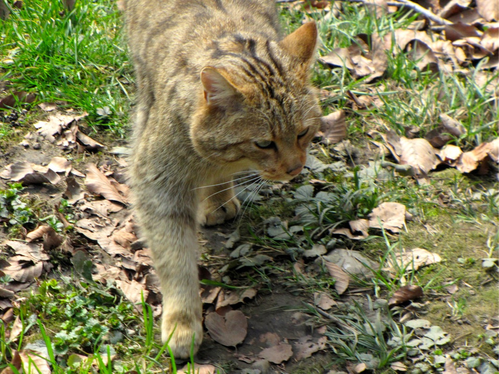 KOE_Wildpark Tierpaten Wildkatze 8.jpg