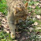 KOE_Wildpark Tierpaten Wildkatze 8.jpg