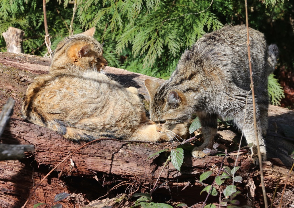 KOE_Wildpark Tierpaten Wildkatze 9.jpg