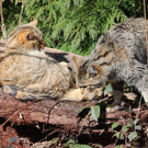 KOE_Wildpark Tierpaten Wildkatze 9.jpg