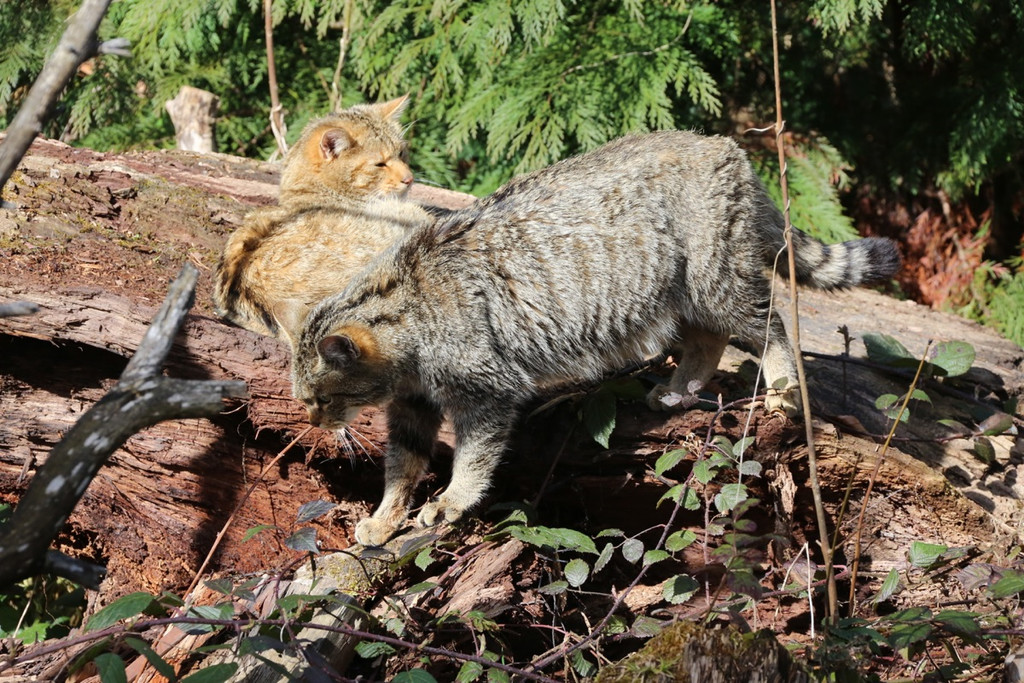 KOE_Wildpark Tierpaten Wildkatze 10.jpg