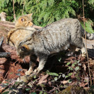 KOE_Wildpark Tierpaten Wildkatze 10.jpg