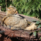 KOE_Wildpark Tierpaten Wildkatze 11.jpg