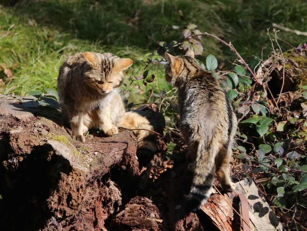 KOE_Wildpark Tierpaten Wildkatze 12.jpg