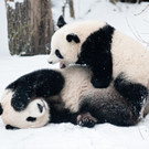 Kalender-Motive: "Mama ist die Beste 2016. Tierkinder in Schönbrunn"