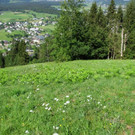 Adlerfarn verdr__ngt die heimische Pflanzenwelt DSCN1820.JPG