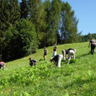 Die motivierte Vielfaltertruppe beim Ausreissen des Adlerfarns DSCN1822.JPG