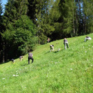 Die motivierte Vielfaltertruppe beim Ausreissen des Adlerfarns DSCN1818.JPG