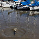 Zwergwal verirrt sich in Hafen von Puerto Madero/ Buenos Aires