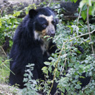 Brillenbär-Weibchen Sumaco im Tiergarten Schönbrunn eingezogen