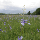 Sibirischen Schwertlilien (Iris) 