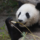 Panda Fu Bao im Tiergarten Schönbrunn 