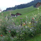 ogv20150809033457.jpg