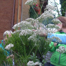 ogv20150809033464.jpg