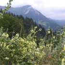 ogv20150809033477.jpg