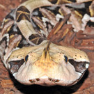 Gabunviper-G__ntherHulla.jpg