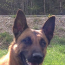 p51408-Dexter.jpg