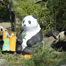 Zum 2. Geburtstag: "Geschenkpackerl" für Panda Fu Bao in Schönbrunn