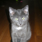 Katzenbrüder