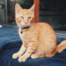 Kater