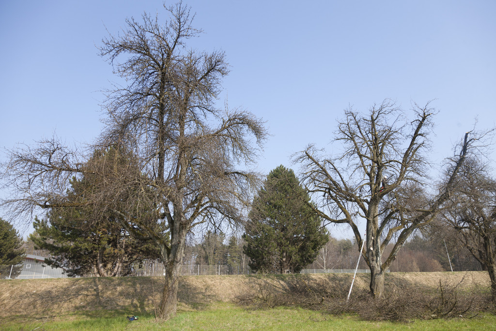 Hochstammb__ume32.JPG