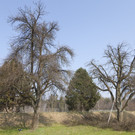 Hochstammb__ume32.JPG