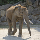 Tiergarten Schönbrunn - Elefant Kibo