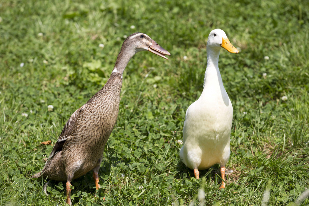 Miet-Ente24.jpg