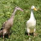 Miet-Ente24.jpg