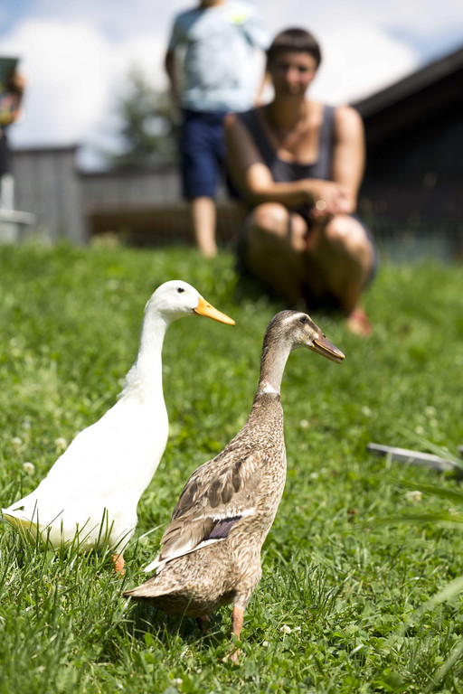 Miet-Ente06.jpg