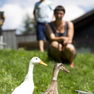 Miet-Ente06.jpg