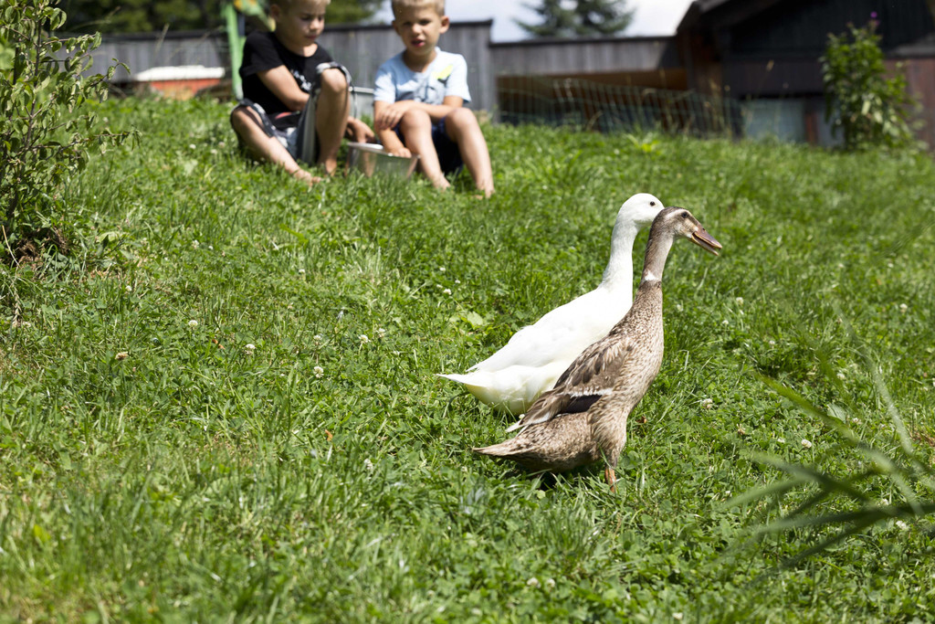 Miet-Ente15.jpg