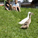 Miet-Ente15.jpg