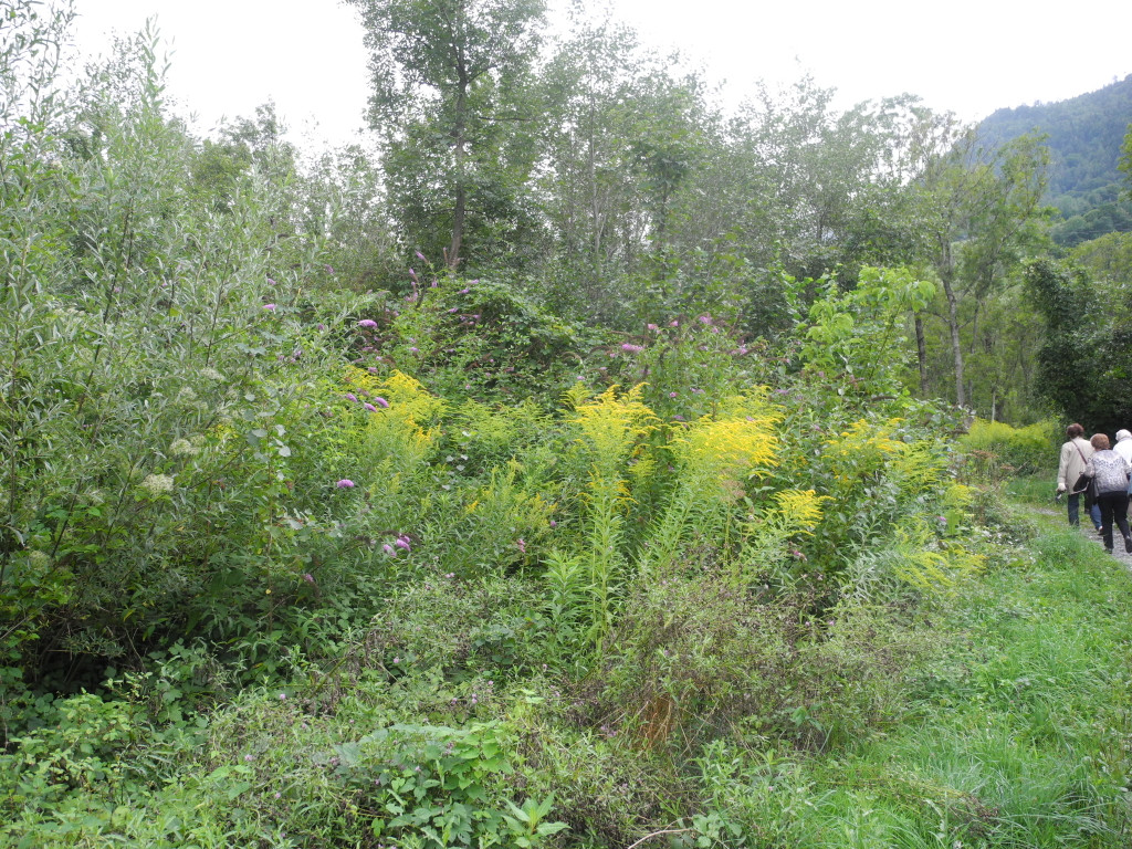 Mastrilser Auen   Bild 4.JPG