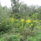 Mastrilser Auen   Bild 4.JPG