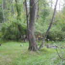 Mastrilser Auen   Bild 5.JPG