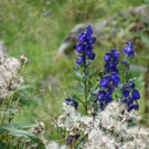 Malfon Alm_ Pettneu 22_8_2015  _117_.JPG