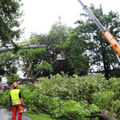 Baumfa__llaktion Ho__chst 19-08-2015 3.jpg