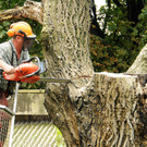 Baumfa__llaktion Ho__chst Helgar Gerer 71.jpg