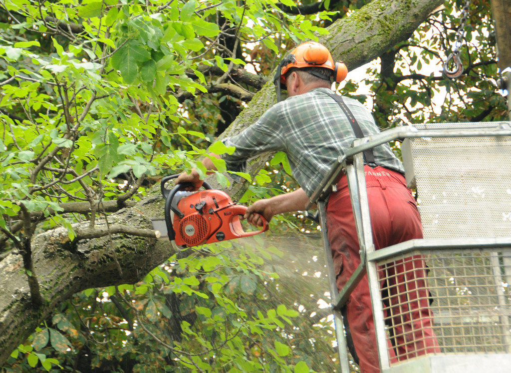 Baumfa__llaktion Ho__chst 19-08-2015 18.jpg